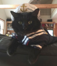 navy cat